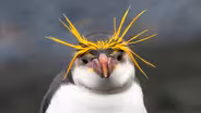 Preview of Penguins: Meet the Family