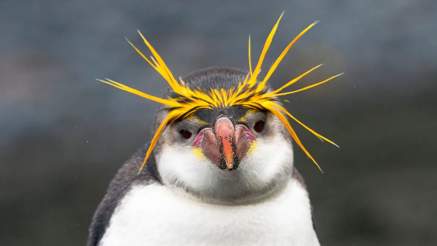 Preview of Penguins: Meet the Family