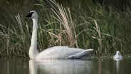 12: 1202 Return of the Swan and More