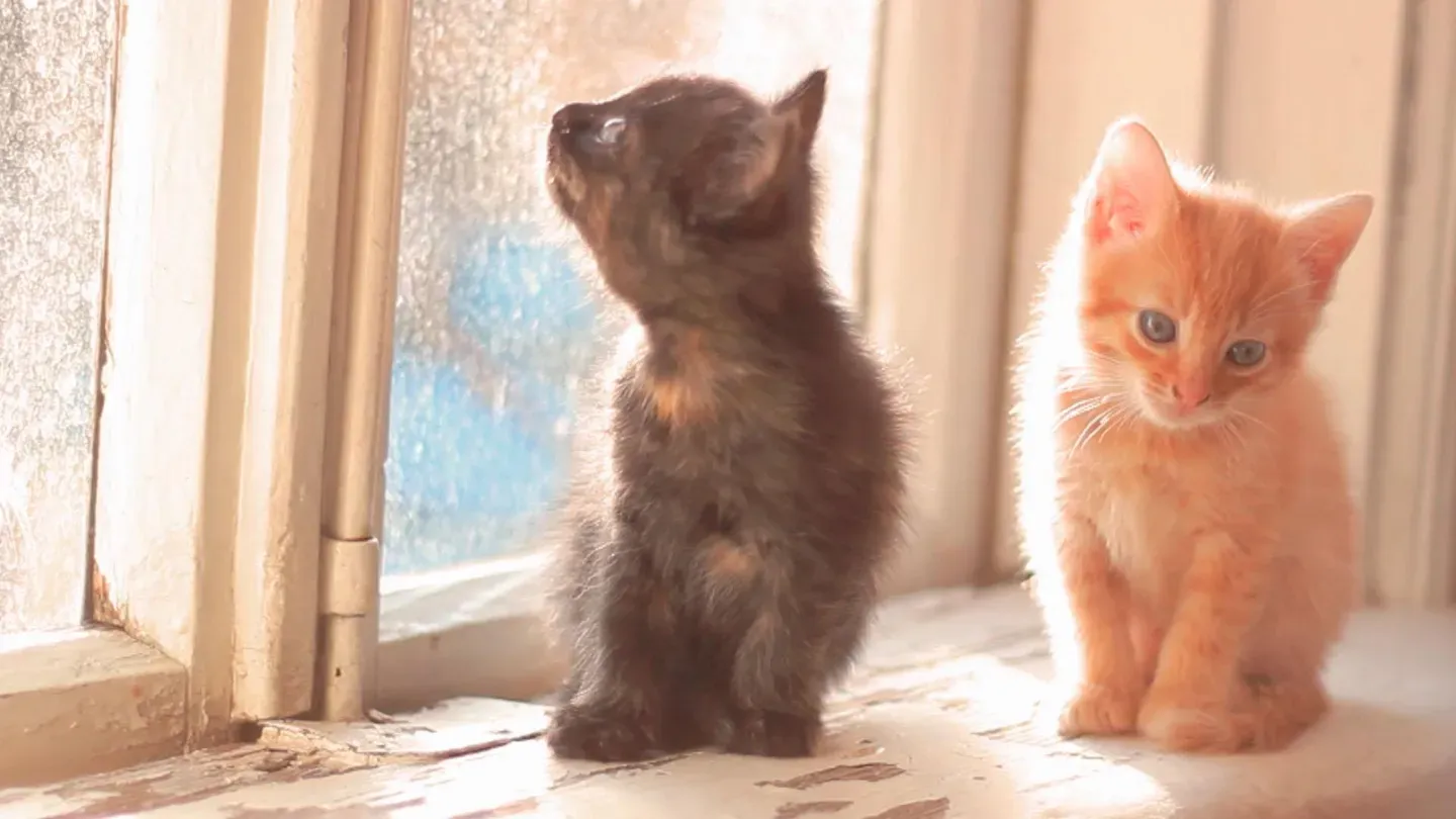 C is for Cats