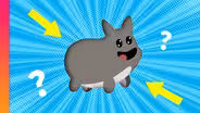 Why Does Every Animal Look Like This?