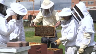 Safeguarding Honey Bees