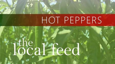 Video thumbnail: The Local Feed Long Peppers | Sunhee's Farm and Kitchen