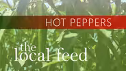 Long Peppers | Sunhee's Farm and Kitchen