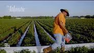 How southern black farmers were forced from their land