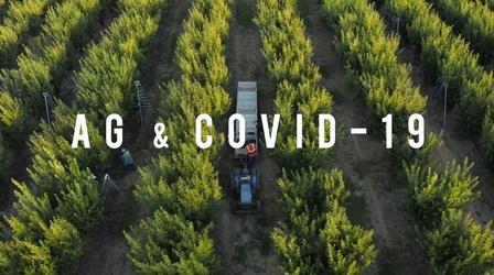 Video thumbnail: American Grown: My Job Depends on Ag Ag & COVID-19 Trailer