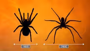 What is the biggest spider in the world?