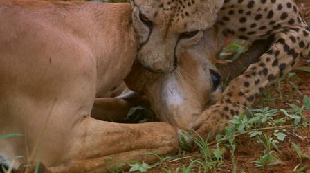 Cheetah Mom Teaches Cubs to Hunt
