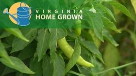 Video thumbnail: Virginia Home Grown Urban Agriculture & Food Justice