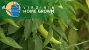 Urban Agriculture & Food Justice