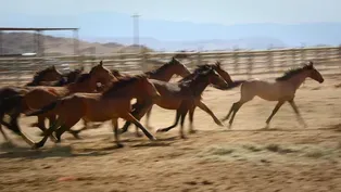 The Mustangs: America's Wild Horses