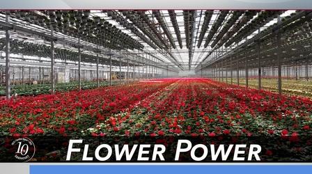 Video thumbnail: Carolina Impact Flower Power