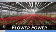 Flower Power