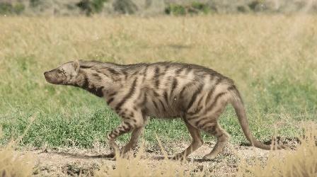 Video thumbnail: Eons The Extreme Hyenas That Didn't Last