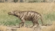 The Extreme Hyenas That Didn't Last