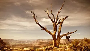 The Worst Drought in 1200 Years