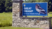 The Great Swamp