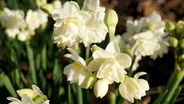 Daffodils