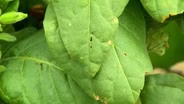 Ceremonial Tobacco