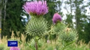 You Bet Your Garden S4 Ep 11 Thistle