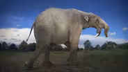 How The Elephant Got Its Trunk