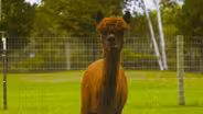 Frankfort: Crystal Lake Alpaca Farm