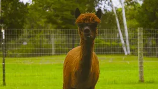 Frankfort: Crystal Lake Alpaca Farm