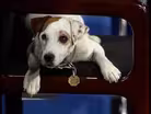Wishbone