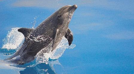 Video thumbnail: Animal IQ Dolphins Can Use Technology!?