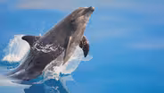 Dolphins Can Use Technology!?