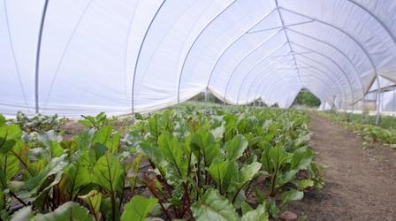 Video thumbnail: The Innovators Sustaining the Land through Smarter Agriculture
