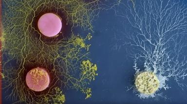 Eight smart things slime molds can do without a brain, NOVA