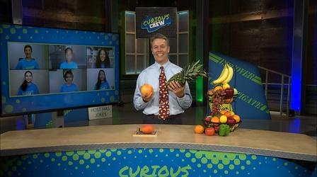 Video thumbnail: Curious Crew Fruit Science