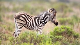 Episode 3 Preview: asset-mezzanine-16x9