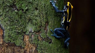 Frog Dad Goes to Extreme Heights