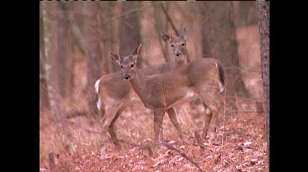 Video thumbnail: Discovering Alabama White Tail Deer