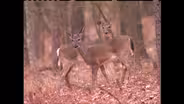 White Tail Deer