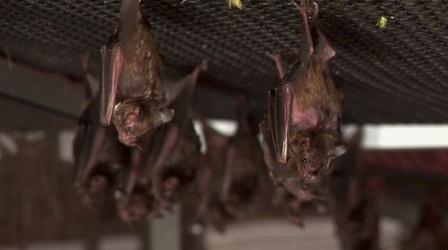 Video thumbnail: Discovering Alabama Bats 