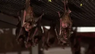 Bats 