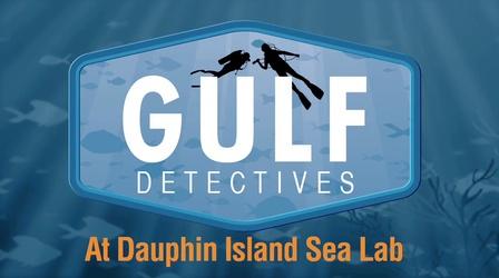 Video thumbnail: Learning Adventures Gulf Detectives at Dauphin Island Sea Lab