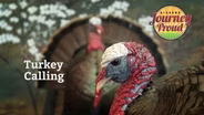 Turkey Calling