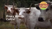 Piney Woods Cattle
