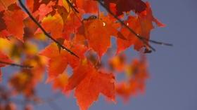 Video thumbnail: A Maine Sense of Place Autumn in Maine