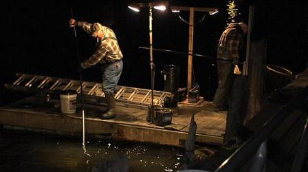 Video thumbnail: Maine Watch with Jennifer Rooks Maine's Elver Fishery