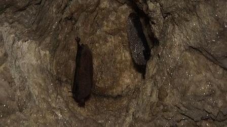Video thumbnail: Maine Watch with Jennifer Rooks White-Nose Syndrome / Blueberry Rakers