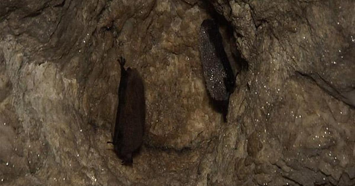 Maine Watch with Jennifer Rooks | White-Nose Syndrome / Blueberry ...