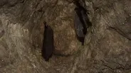 White-Nose Syndrome / Blueberry Rakers