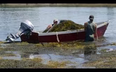 Seaweed Harvesting