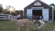 Goat Farming at Sunflower Farm Creamery