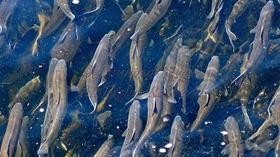 Video thumbnail: Sustainable Maine Desperate Alewives